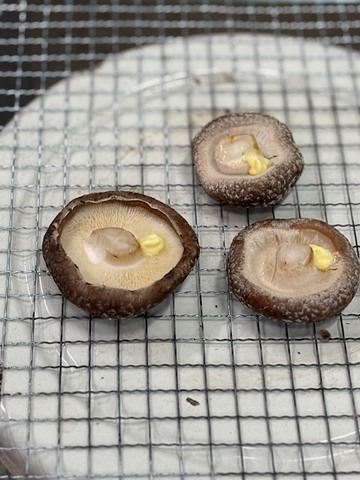岩手県から産直の原木しいたけが入荷しました！朝社員皆で試食会で食す！画像