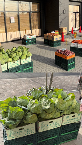 3/15(日)はコットンハーバー朝市開催！画像