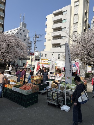 南浦和駅桜まつり🌸画像